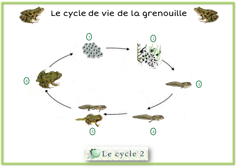 etapes-du-developpement-de-la-grenouille-cycle-2-ce1-ce2
