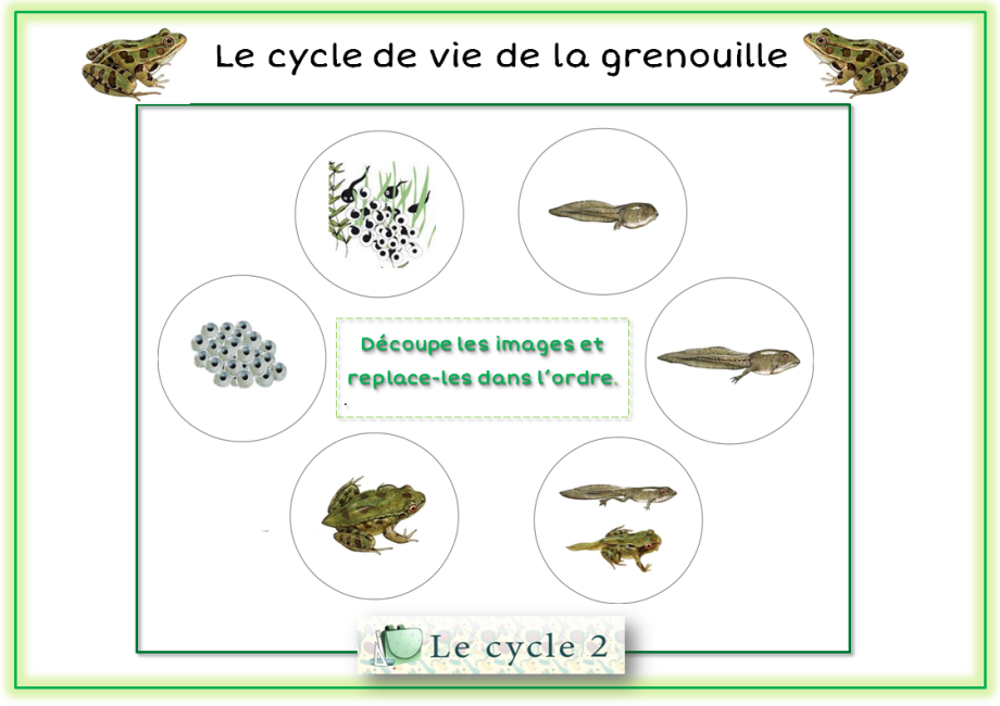 exercices-metamorphose-de-la-grenouille-ce1-ce2-cycle-2