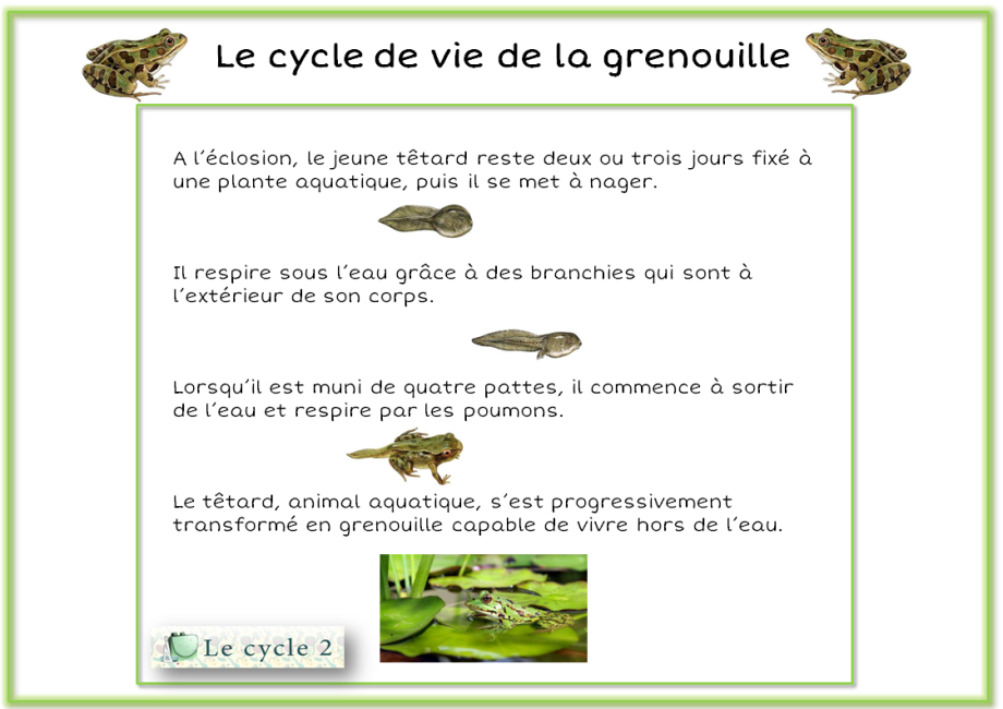 econ-trace-ecrite-sur-la-metamorphose-de-la-grenouille-ce1-ce2-cycle2
