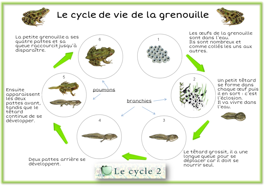 schema-cycle-de-vie-de-la-grenouille-cycle-2-ce1-ce2